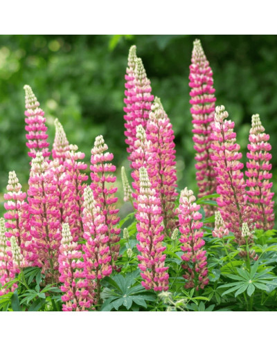 Люпин багатолистий `Роуз Шадес` | Lupinus polyphyllus `Rose Shades` | Люпин многолистный `Роуз Шадес`