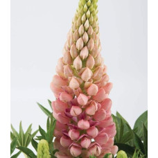 Люпин багатолистий `Роуз Шадес`  | Lupinus polyphyllus `Rose Shades` | Люпин многолистный `Роуз Шадес`