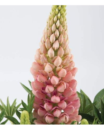 Люпин багатолистий `Роуз Шадес` | Lupinus polyphyllus `Rose Shades` | Люпин многолистный `Роуз Шадес`