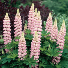 Люпин багатолистий `Роуз Шадес`  | Lupinus polyphyllus `Rose Shades` | Люпин многолистный `Роуз Шадес`