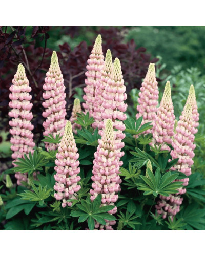 Люпин багатолистий `Роуз Шадес` | Lupinus polyphyllus `Rose Shades` | Люпин многолистный `Роуз Шадес`