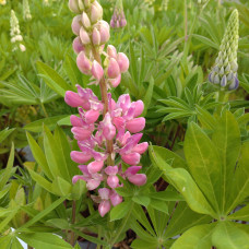 Люпин багатолистий `Роуз Шадес`  | Lupinus polyphyllus `Rose Shades` | Люпин многолистный `Роуз Шадес`