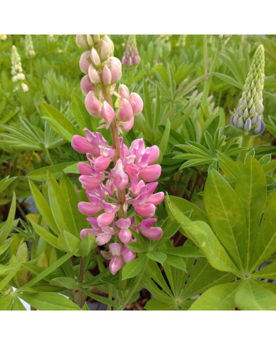Люпин багатолистий `Роуз Шадес` | Lupinus polyphyllus `Rose Shades` | Люпин многолистный `Роуз Шадес`