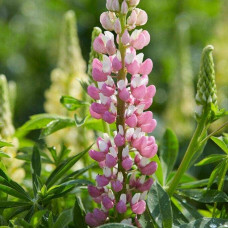 Люпин багатолистий `Роуз Шадес`  | Lupinus polyphyllus `Rose Shades` | Люпин многолистный `Роуз Шадес`