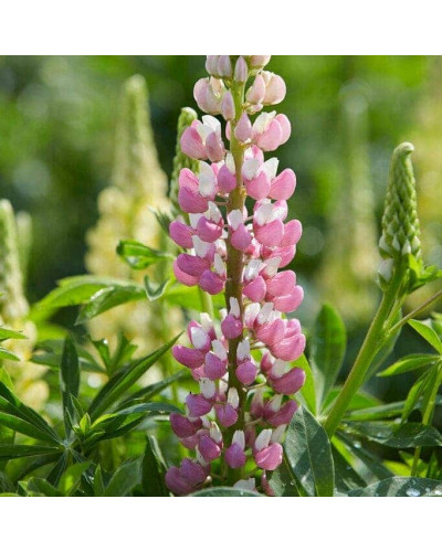 Люпин багатолистий `Роуз Шадес` | Lupinus polyphyllus `Rose Shades` | Люпин многолистный `Роуз Шадес`