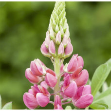 Люпин багатолистий `Роуз Шадес`  | Lupinus polyphyllus `Rose Shades` | Люпин многолистный `Роуз Шадес`