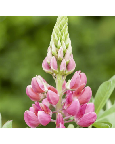 Люпин багатолистий `Роуз Шадес` | Lupinus polyphyllus `Rose Shades` | Люпин многолистный `Роуз Шадес`