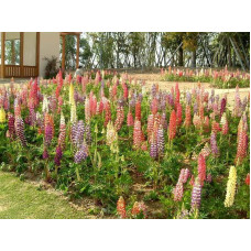Люпин багатолистий `Роуз Шадес`  | Lupinus polyphyllus `Rose Shades` | Люпин многолистный `Роуз Шадес`