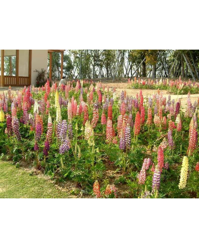 Люпин багатолистий `Роуз Шадес` | Lupinus polyphyllus `Rose Shades` | Люпин многолистный `Роуз Шадес`