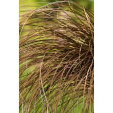 Осока волосовидна `Бронз Перфекшн` | Carex comans `Bronze Perfection` | Осока волосовидная `Бронз Перфекшн`