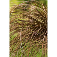 Осока волосовидна `Бронз Перфекшн` | Carex comans `Bronze Perfection` | Осока волосовидная `Бронз Перфекшн`