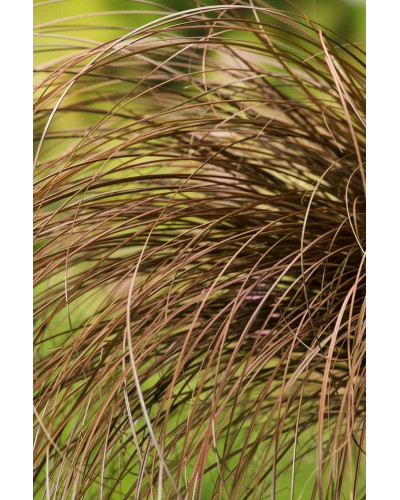 Осока волосовидна `Бронз Перфекшн` | Carex comans `Bronze Perfection` | Осока волосовидная `Бронз Перфекшн`