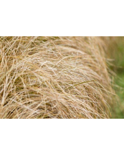 Осока волосовидна `Бронз Перфекшн` | Carex comans `Bronze Perfection` | Осока волосовидная `Бронз Перфекшн`