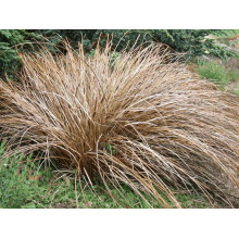 Осока волосовидна `Бронз Перфекшн` | Carex comans `Bronze Perfection` | Осока волосовидная `Бронз Перфекшн`