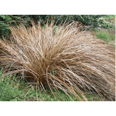 Осока волосовидна `Бронз Перфекшн` | Carex comans `Bronze Perfection` | Осока волосовидная `Бронз Перфекшн`