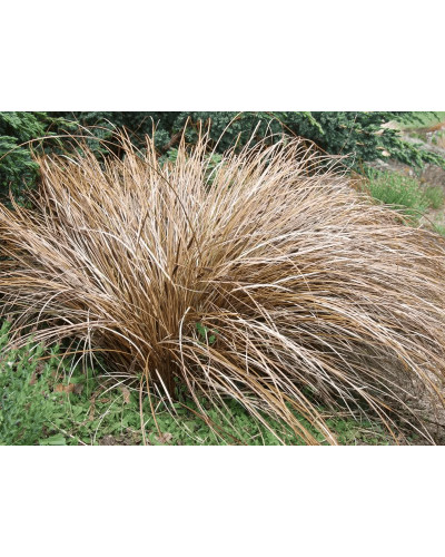 Осока волосовидна `Бронз Перфекшн` | Carex comans `Bronze Perfection` | Осока волосовидная `Бронз Перфекшн`