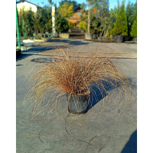 Осока волосовидна `Бронз Перфекшн` | Carex comans `Bronze Perfection` | Осока волосовидная `Бронз Перфекшн`