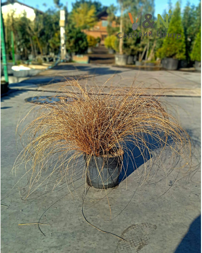 Осока волосовидна `Бронз Перфекшн` | Carex comans `Bronze Perfection` | Осока волосовидная `Бронз Перфекшн`
