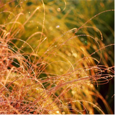 Осока волосовидна `Бронз Перфекшн` | Carex comans `Bronze Perfection` | Осока волосовидная `Бронз Перфекшн`