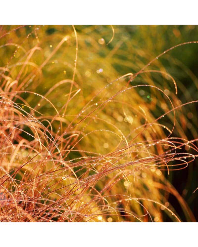 Осока волосовидна `Бронз Перфекшн` | Carex comans `Bronze Perfection` | Осока волосовидная `Бронз Перфекшн`