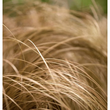 Осока волосовидна `Бронз Перфекшн` | Carex comans `Bronze Perfection` | Осока волосовидная `Бронз Перфекшн`
