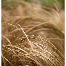Осока волосовидна `Бронз Перфекшн` | Carex comans `Bronze Perfection` | Осока волосовидная `Бронз Перфекшн`