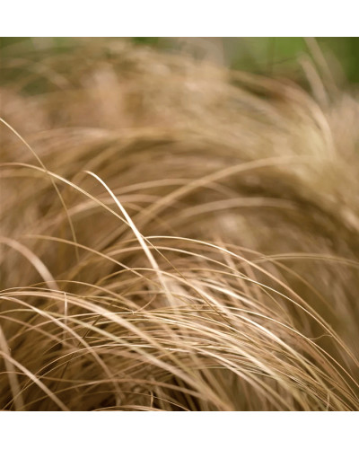 Осока волосовидна `Бронз Перфекшн` | Carex comans `Bronze Perfection` | Осока волосовидная `Бронз Перфекшн`