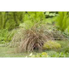 Осока волосовидна `Бронз Перфекшн` | Carex comans `Bronze Perfection` | Осока волосовидная `Бронз Перфекшн`