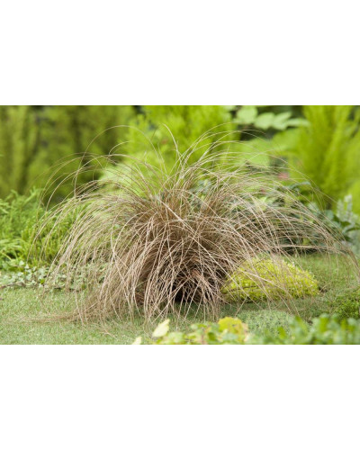 Осока волосовидна `Бронз Перфекшн` | Carex comans `Bronze Perfection` | Осока волосовидная `Бронз Перфекшн`