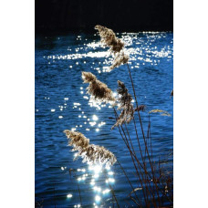 Очерет звичайний | Phragmites australis | Тростник обыкновенный
