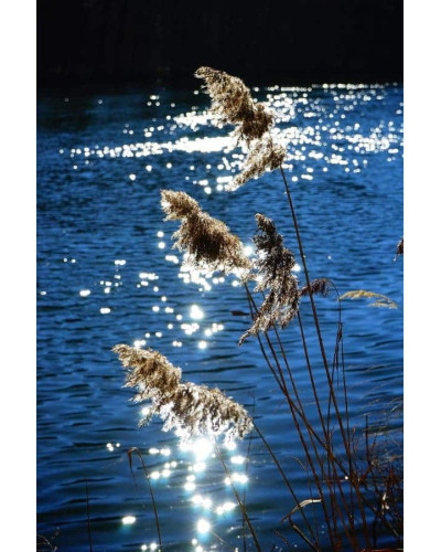 Очерет звичайний | Phragmites australis | Тростник обыкновенный