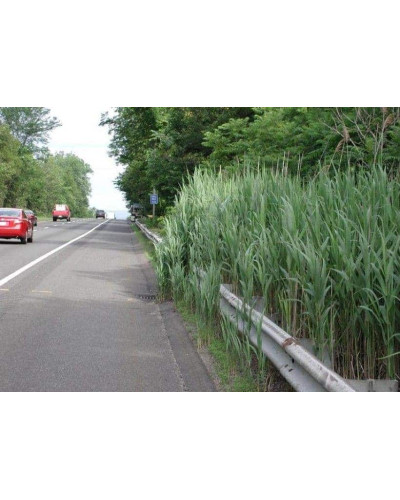 Очерет звичайний | Phragmites australis | Тростник обыкновенный