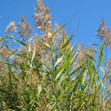 Очерет звичайний | Phragmites australis | Тростник обыкновенный