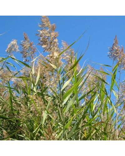 Очерет звичайний | Phragmites australis | Тростник обыкновенный