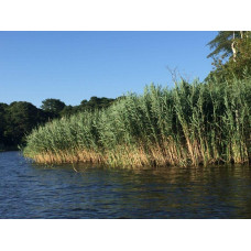 Очерет звичайний | Phragmites australis | Тростник обыкновенный