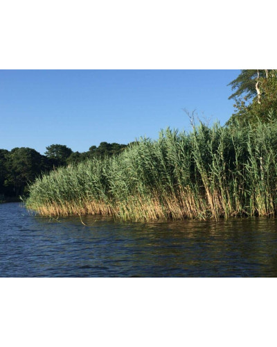 Очерет звичайний | Phragmites australis | Тростник обыкновенный