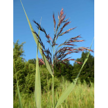Очерет звичайний | Phragmites australis | Тростник обыкновенный