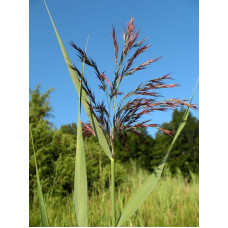 Очерет звичайний | Phragmites australis | Тростник обыкновенный