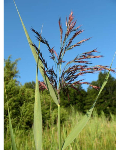Очерет звичайний | Phragmites australis | Тростник обыкновенный