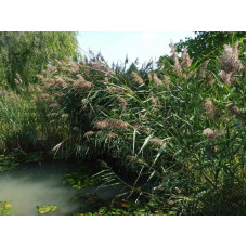 Очерет звичайний | Phragmites australis | Тростник обыкновенный