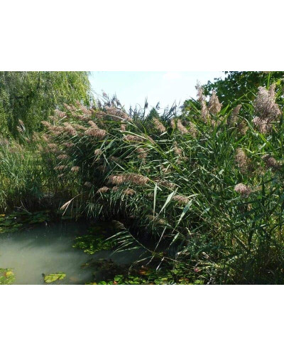 Очерет звичайний | Phragmites australis | Тростник обыкновенный