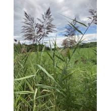 Очерет звичайний | Phragmites australis | Тростник обыкновенный