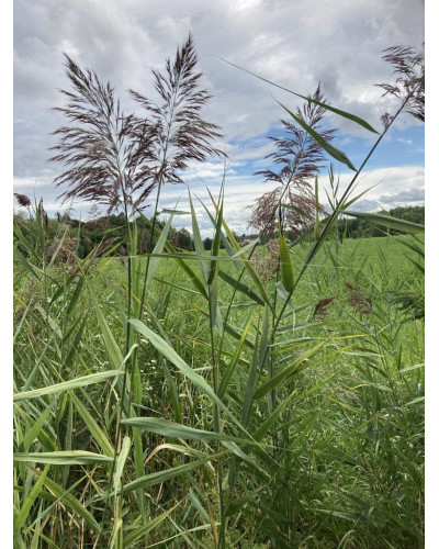 Очерет звичайний | Phragmites australis | Тростник обыкновенный