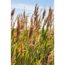Очерет звичайний | Phragmites australis | Тростник обыкновенный