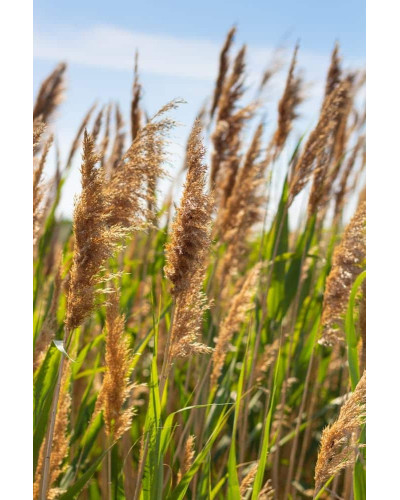 Очерет звичайний | Phragmites australis | Тростник обыкновенный