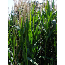 Очерет звичайний | Phragmites australis | Тростник обыкновенный