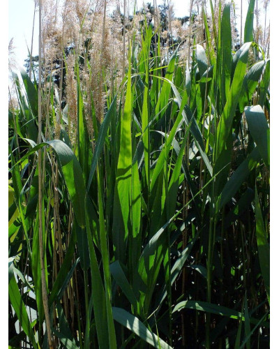 Очерет звичайний | Phragmites australis | Тростник обыкновенный