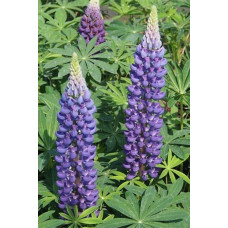 Люпин багатолистий `Блю Шадес` | Lupinus polyphyllus `Blue Shades` | Люпин многолистный `Блю Шадес`