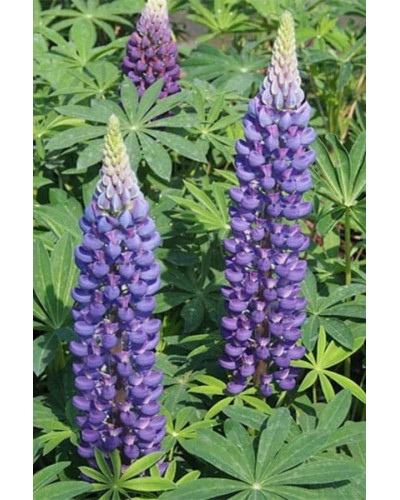 Люпин багатолистий `Блю Шадес` | Lupinus polyphyllus `Blue Shades` | Люпин многолистный `Блю Шадес`