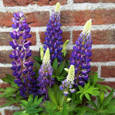 Люпин багатолистий `Блю Шадес` | Lupinus polyphyllus `Blue Shades` | Люпин многолистный `Блю Шадес`